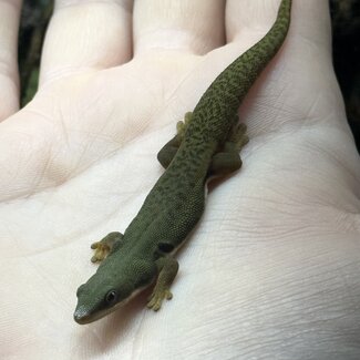 Peacock Day Gecko Unsexed Captive Bred, Phelsuma quadriocellata