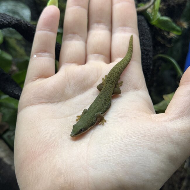 Peacock Day Gecko Unsexed Captive Bred, Phelsuma quadriocellata