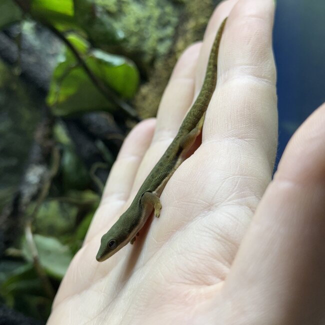Peacock Day Gecko Unsexed Captive Bred, Phelsuma quadriocellata