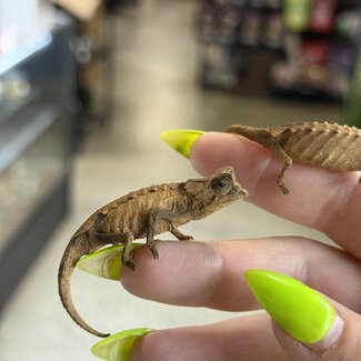 PAIR Pygmy Leaf Chameleon Brookesia stumpffi