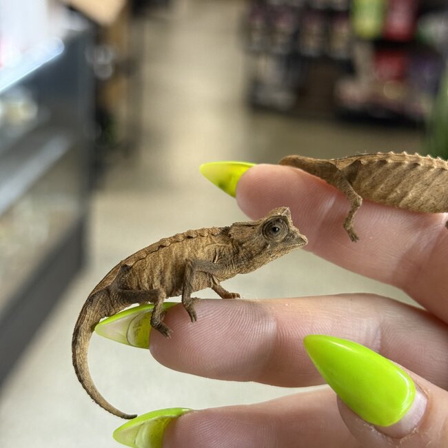 PAIR Pygmy Leaf Chameleon Brookesia stumpffi