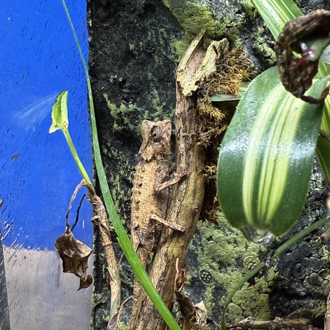 PAIR Pygmy Leaf Chameleon Brookesia stumpffi