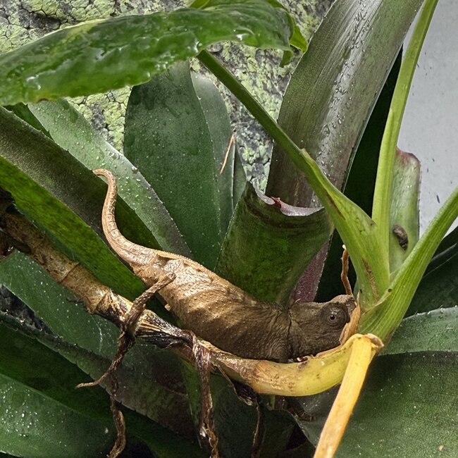 PAIR Pygmy Leaf Chameleon Brookesia stumpffi