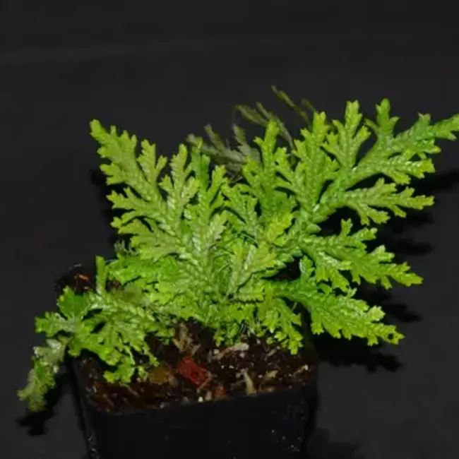 Selaginella sp. "Amarillo"