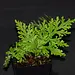 Selaginella sp. "Amarillo"