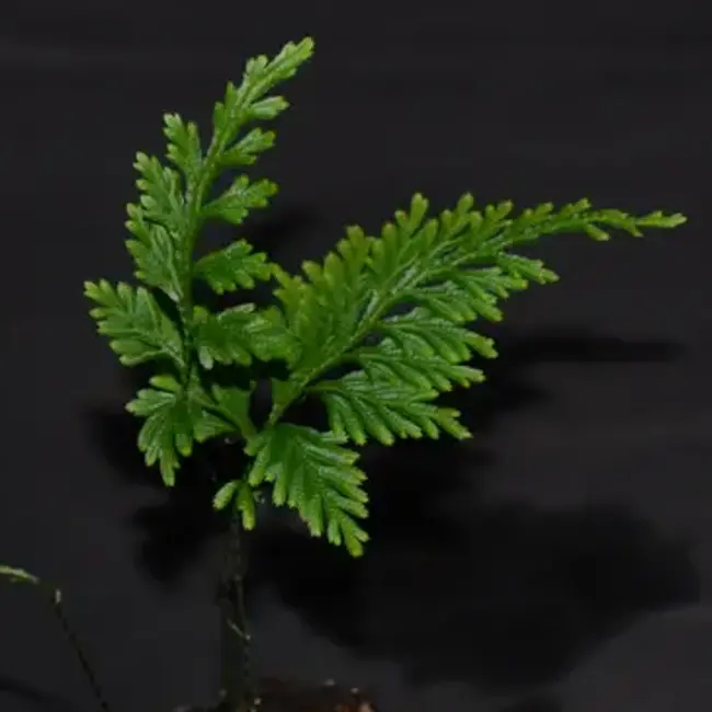 Selaginella sp. "Escallera"