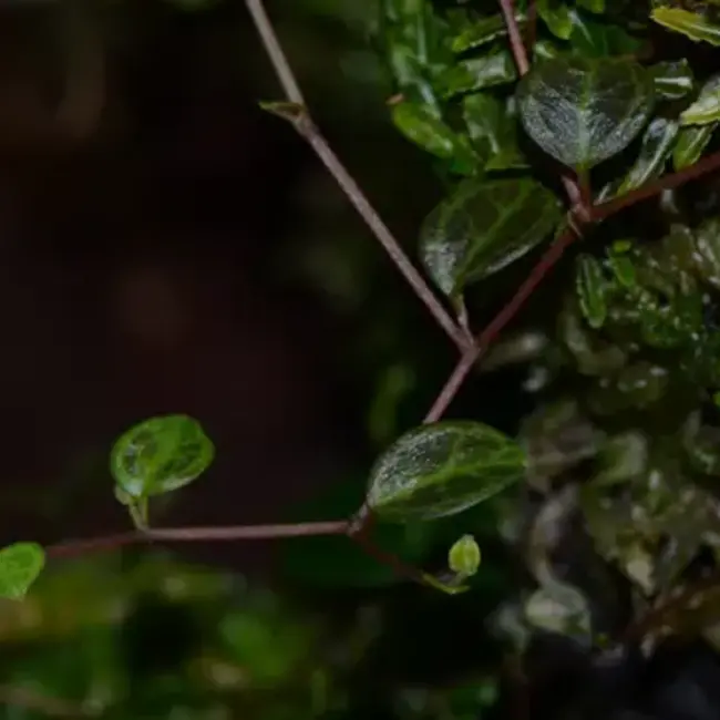Peperomia aff. caespitosa