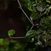 Peperomia aff. caespitosa