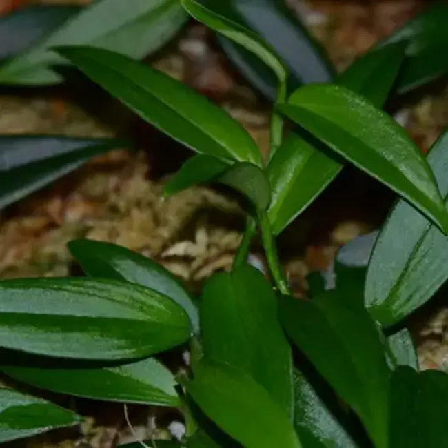 Philodendron sp."Green Spear"