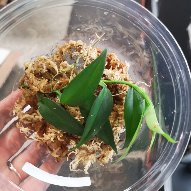 Philodendron sp."Green Spear"