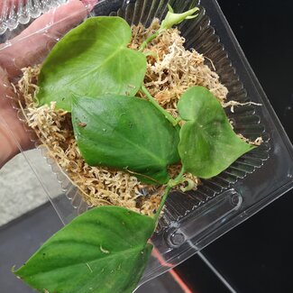 Philodendron sp Loreto