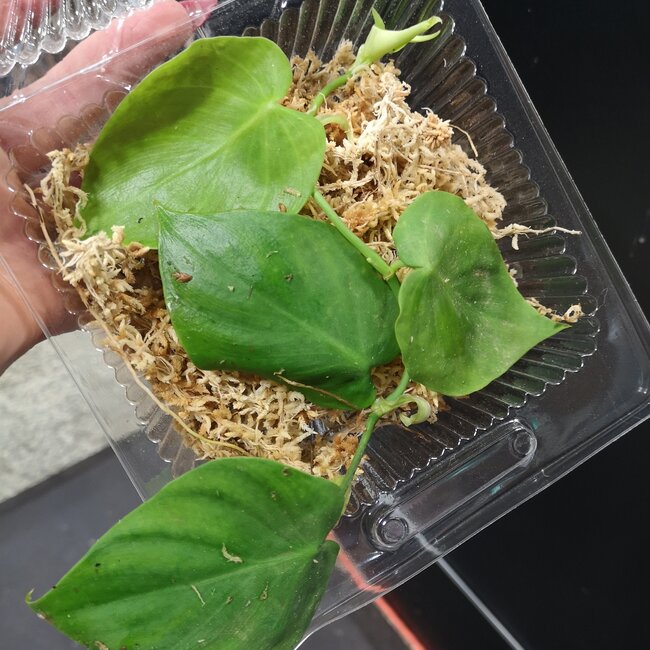 Philodendron sp Loreto