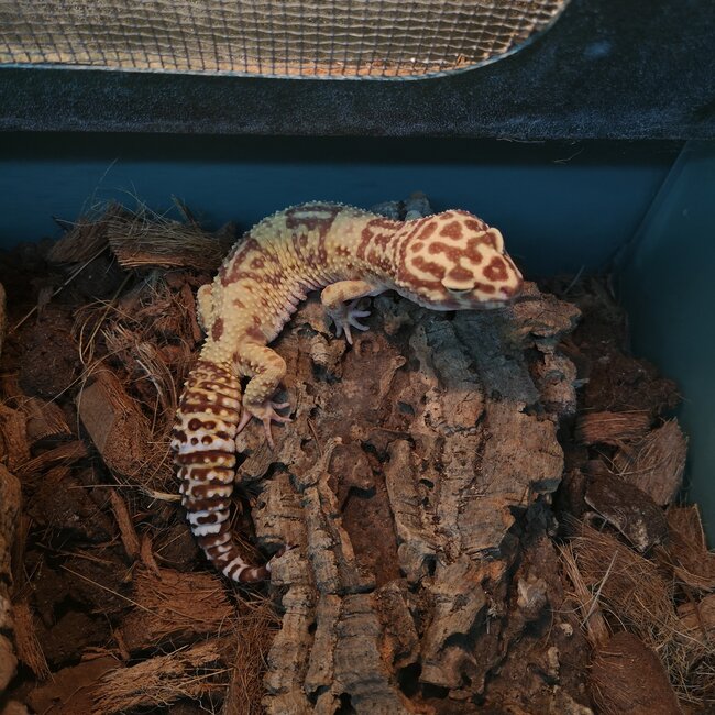 Leopard Gecko 'Tootie' SP