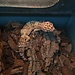 Leopard Gecko 'Tootie' SP