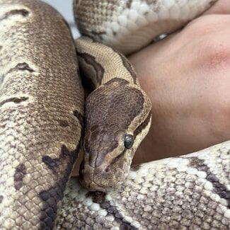 Ball Python 'Bijou' SP