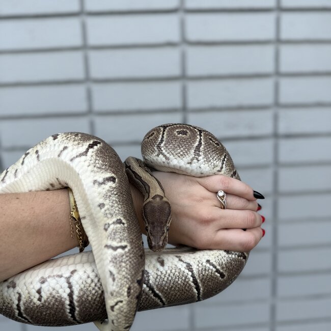 Ball Python 'Bijou' SP
