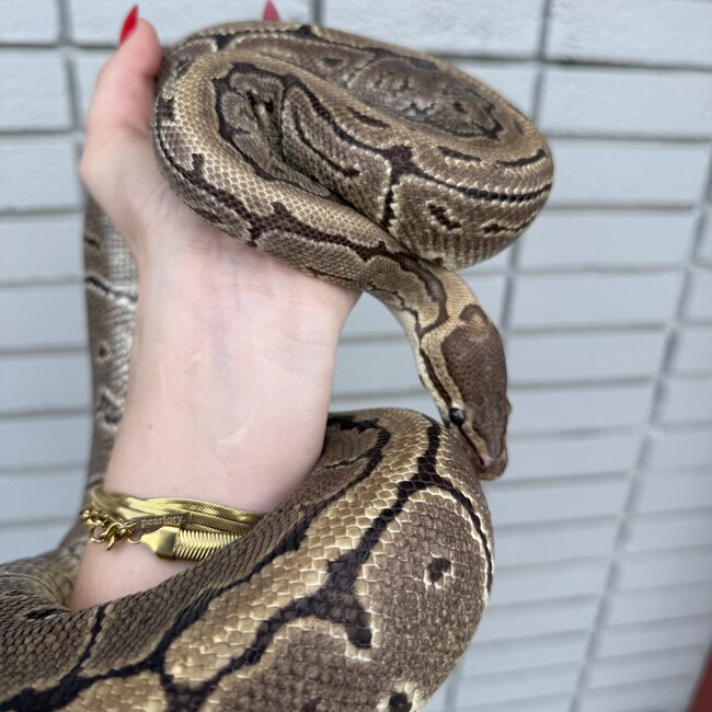 Ball Python 'Bijou' SP