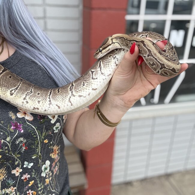 Ball Python 'Bijou' SP