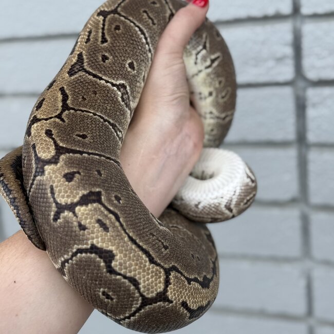 Ball Python 'Bijou' SP