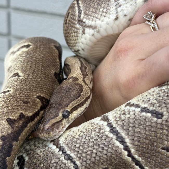 Ball Python 'Bijou' SP