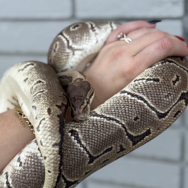 Ball Python 'Bijou' SP