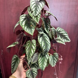 Tapestry Vine, Cissus discolor 6" pot with climbing hoop