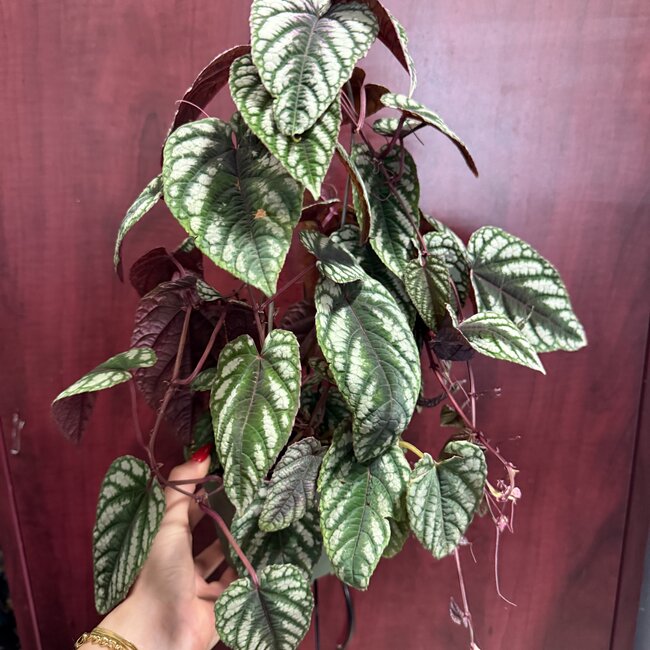 Tapestry Vine, Cissus discolor 6" pot with climbing hoop