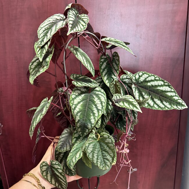 Tapestry Vine, Cissus discolor 6" pot with climbing hoop