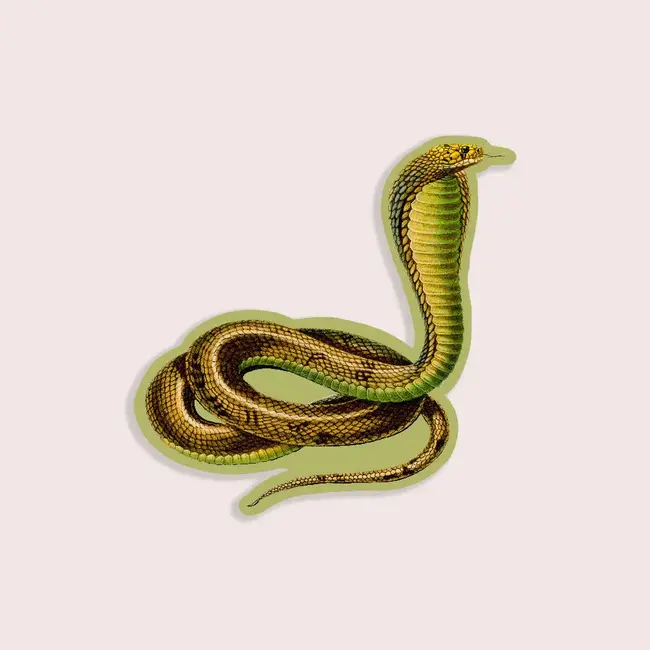 Stay Home Club Conceited Cobra - Gap Filler Sticker