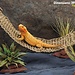 Penn Plax Natural Lizard Lounger - X-Large 29x7