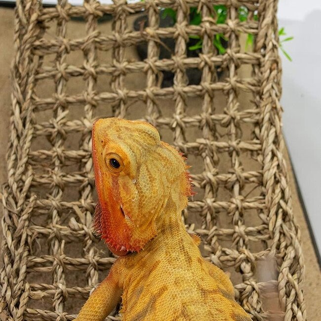 Penn Plax Natural Lizard Lounger - X-Large 29x7