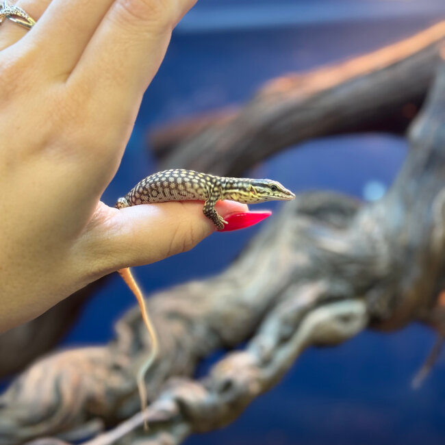 Yellow Ackie Monitor Baby, Varanus acanthurus