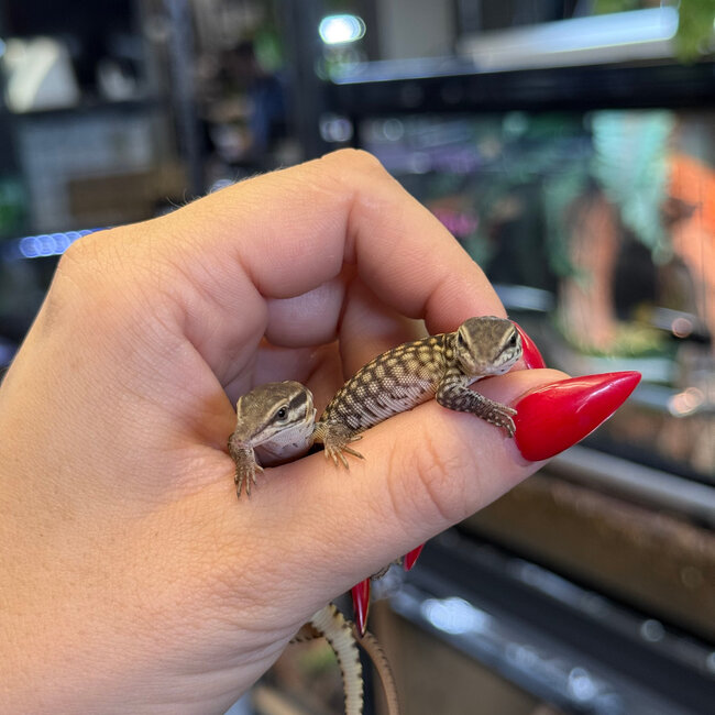 Yellow Ackie Monitor Baby, Varanus acanthurus