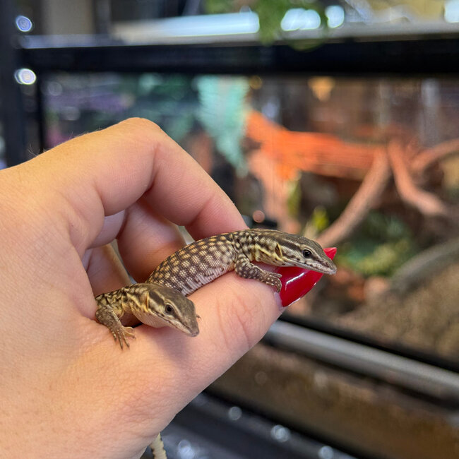 Yellow Ackie Monitor Baby, Varanus acanthurus