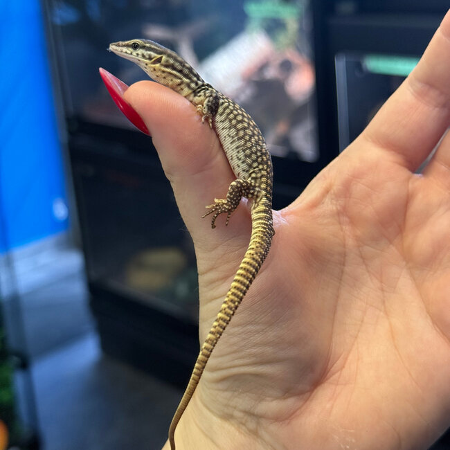 Yellow Ackie Monitor Baby, Varanus acanthurus