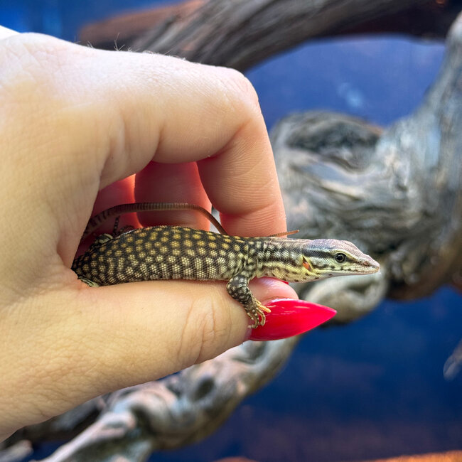 Yellow Ackie Monitor Baby, Varanus acanthurus