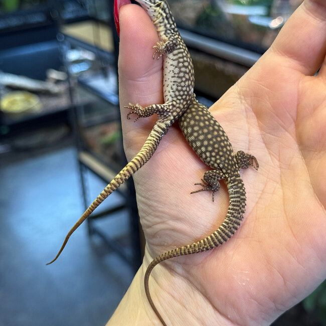 Yellow Ackie Monitor Baby, Varanus acanthurus