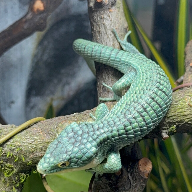 Abronia graminea, Mexican Alligator Lizard