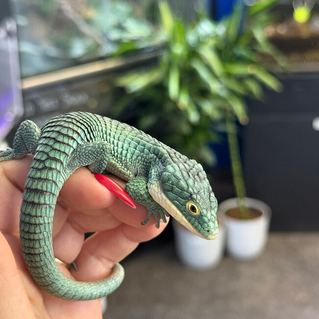 Abronia graminea, Mexican Alligator Lizard