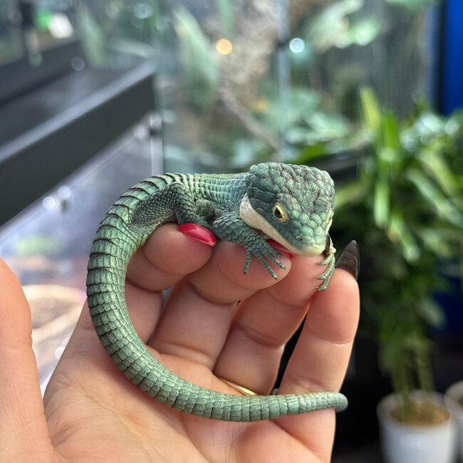 Abronia graminea, Mexican Alligator Lizard