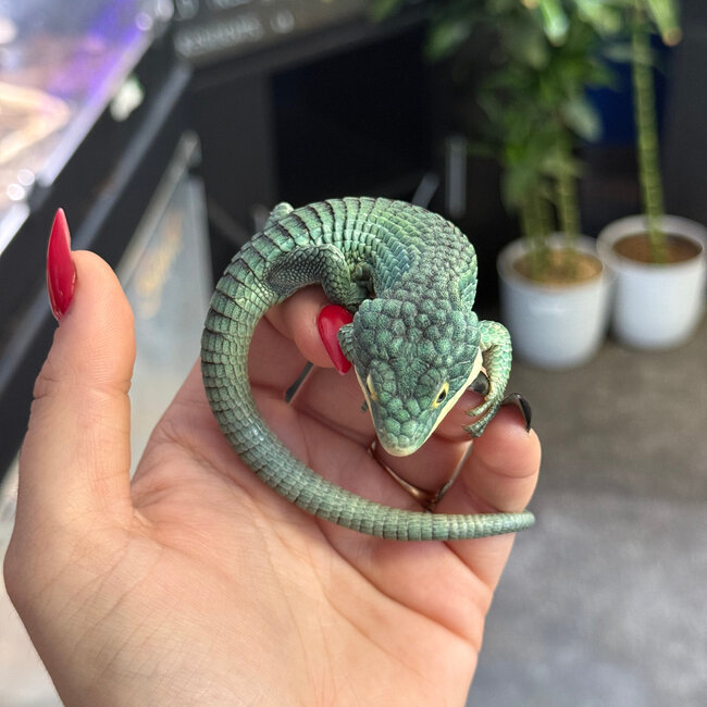 Abronia graminea, Mexican Alligator Lizard