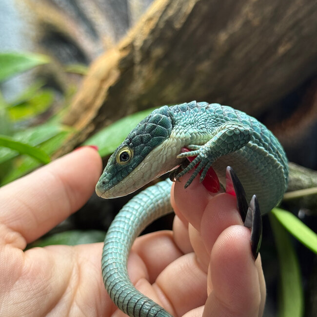 Abronia graminea, Mexican Alligator Lizard