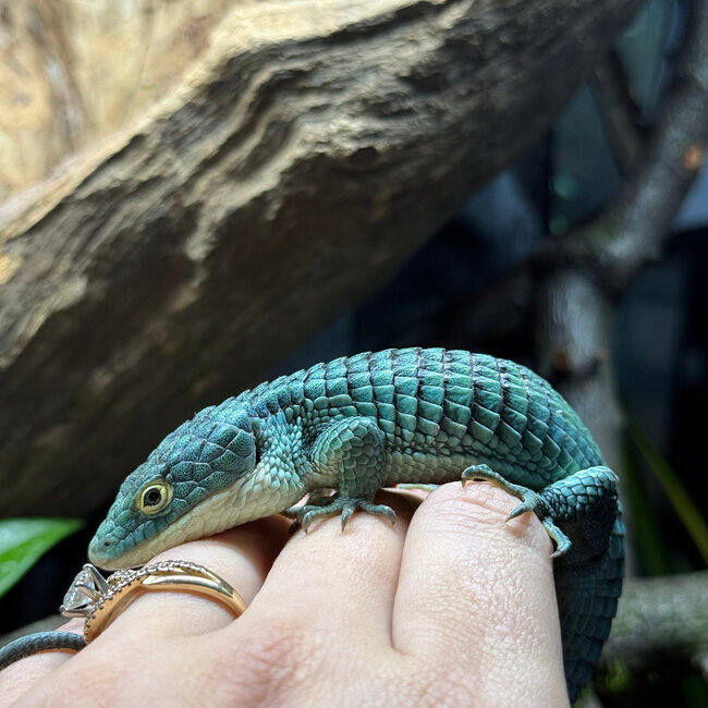 Abronia graminea, Mexican Alligator Lizard