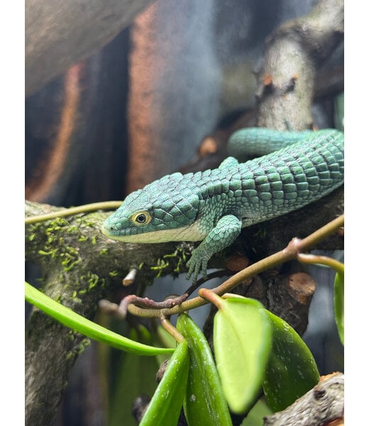 Abronia graminea, Mexican Alligator Lizard