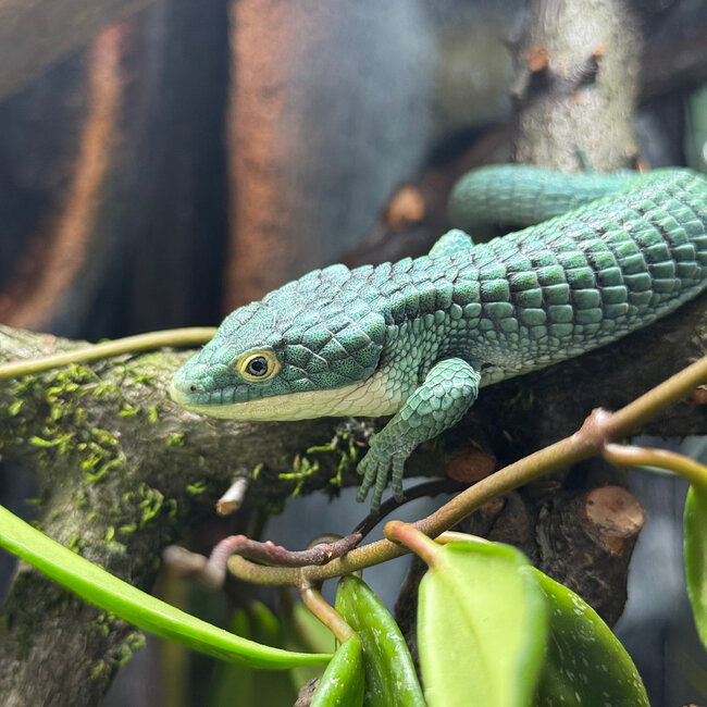 Abronia graminea, Mexican Alligator Lizard