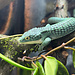 Abronia graminea, Mexican Alligator Lizard