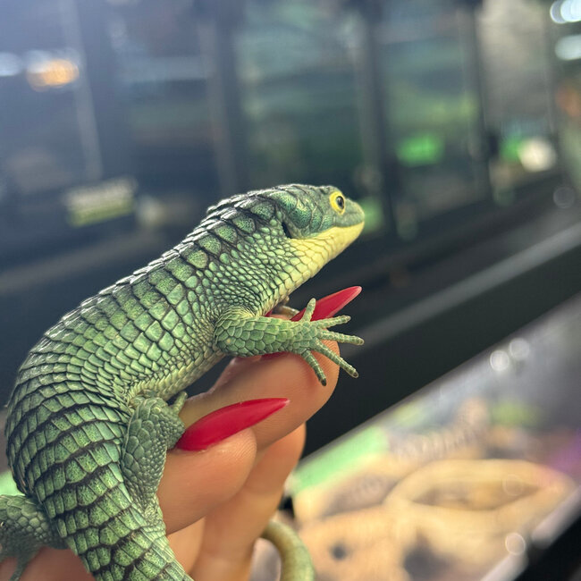 Abronia graminea, Mexican Alligator Lizard