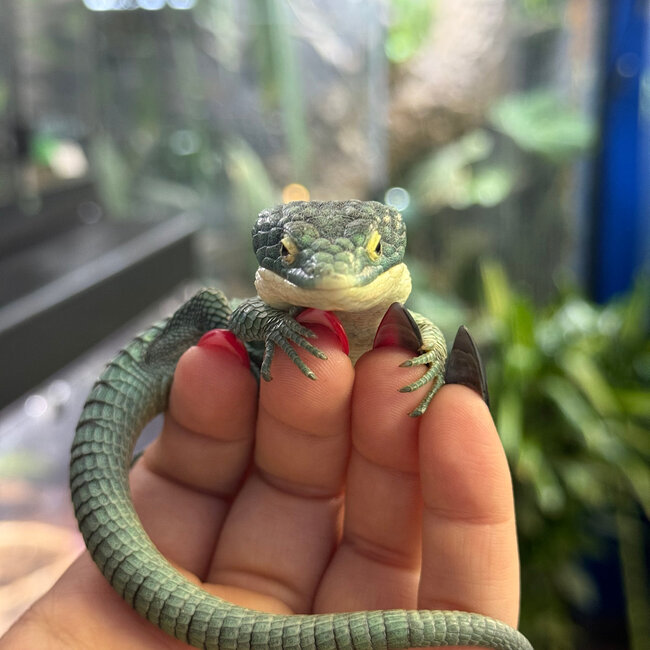 Abronia graminea, Mexican Alligator Lizard