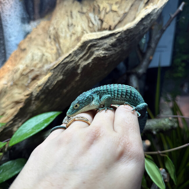 Abronia graminea, Mexican Alligator Lizard