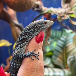 Blue Spotted Tree Monitor, Varanus macraei